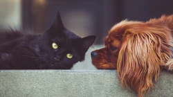 宠物黑毛发猫咪桌面壁纸，看着好神秘的感觉