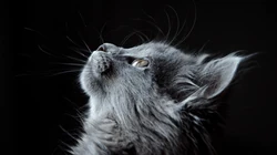 宠物黑毛发猫咪桌面壁纸，看着好神秘的感觉