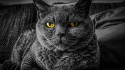 宠物黑毛发猫咪桌面壁纸，看着好神秘的感觉