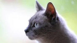 宠物黑毛发猫咪桌面壁纸，看着好神秘的感觉