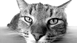 宠物黑毛发猫咪桌面壁纸，看着好神秘的感觉