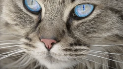 宠物黑毛发猫咪桌面壁纸，看着好神秘的感觉