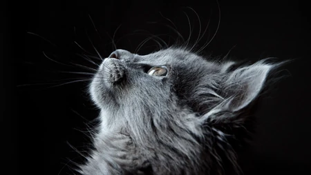 宠物黑毛发猫咪桌面壁纸，看着好神秘的感觉
