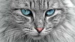 宠物黑毛发猫咪桌面壁纸，看着好神秘的感觉