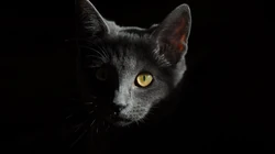 宠物黑毛发猫咪桌面壁纸，看着好神秘的感觉