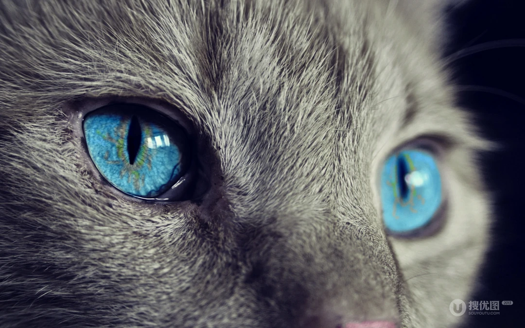 宠物黑毛发猫咪桌面壁纸，看着好神秘的感觉