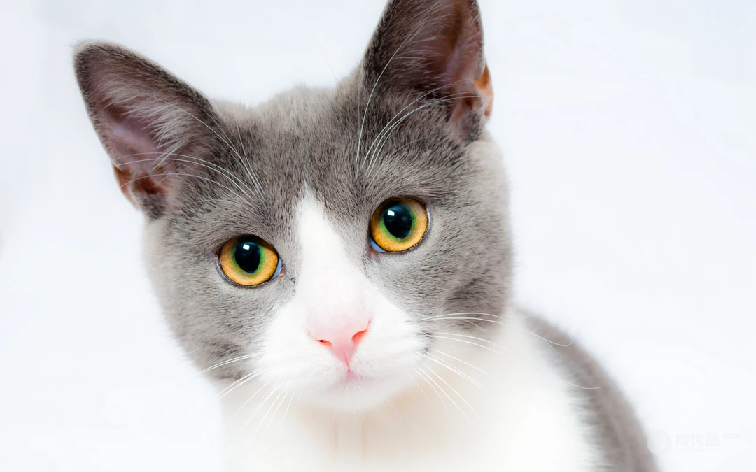 宠物黑毛发猫咪桌面壁纸，看着好神秘的感觉