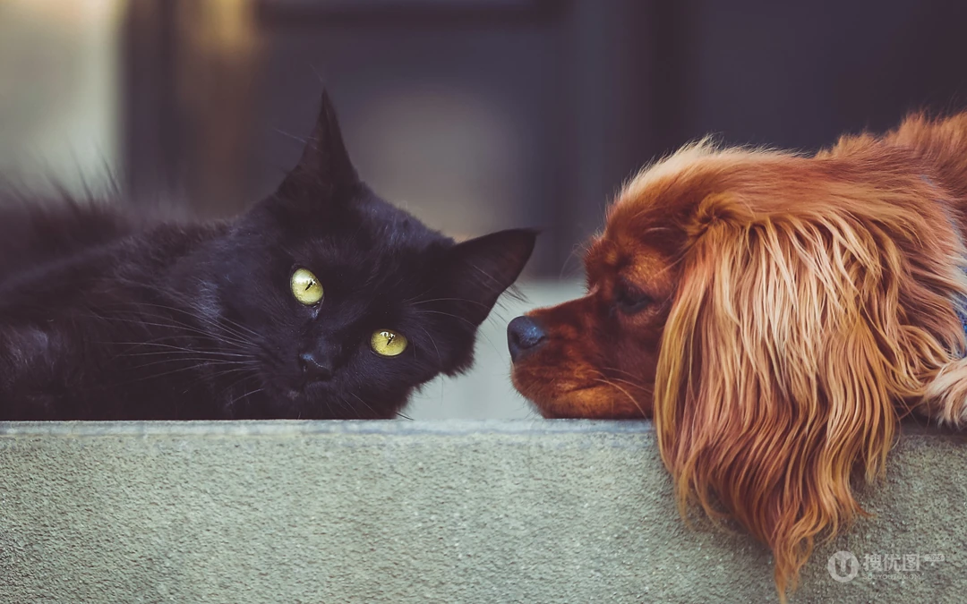 宠物黑毛发猫咪桌面壁纸，看着好神秘的感觉