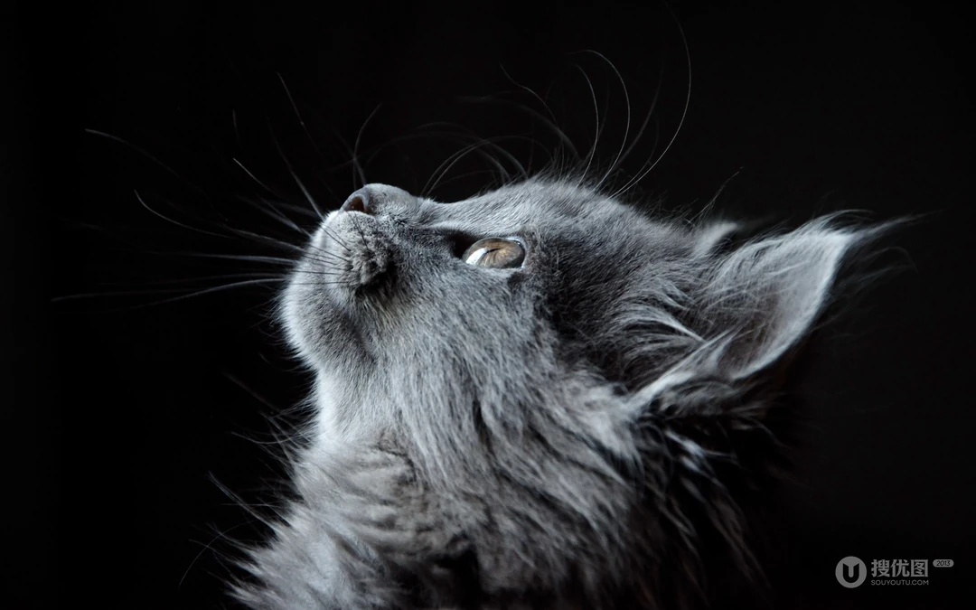 宠物黑毛发猫咪桌面壁纸，看着好神秘的感觉