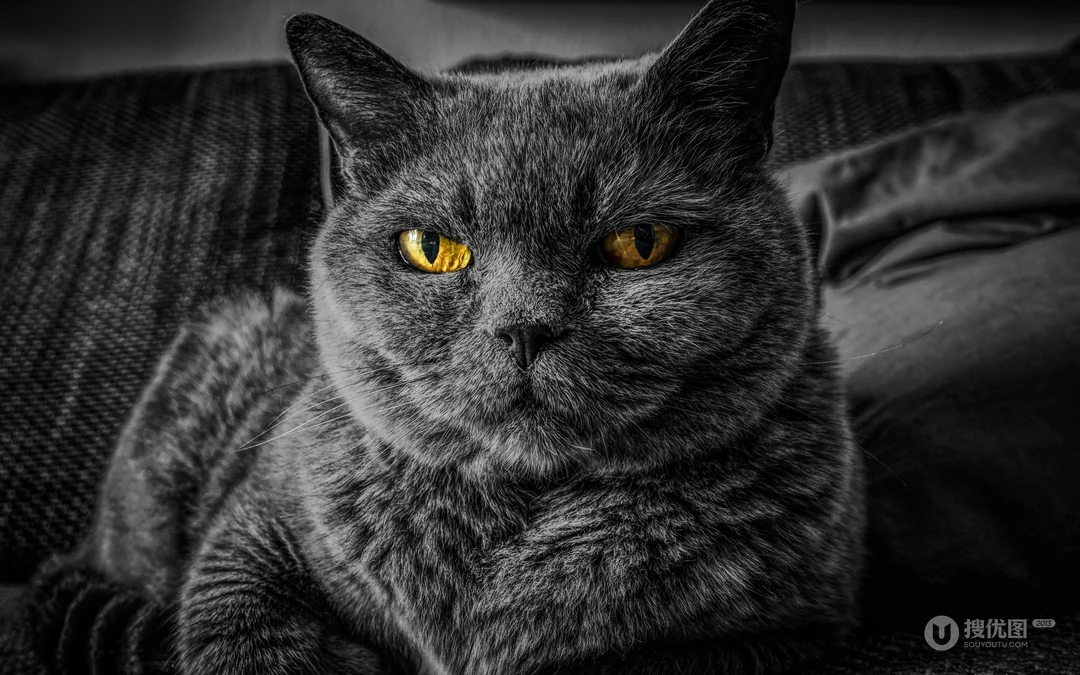 宠物黑毛发猫咪桌面壁纸，看着好神秘的感觉