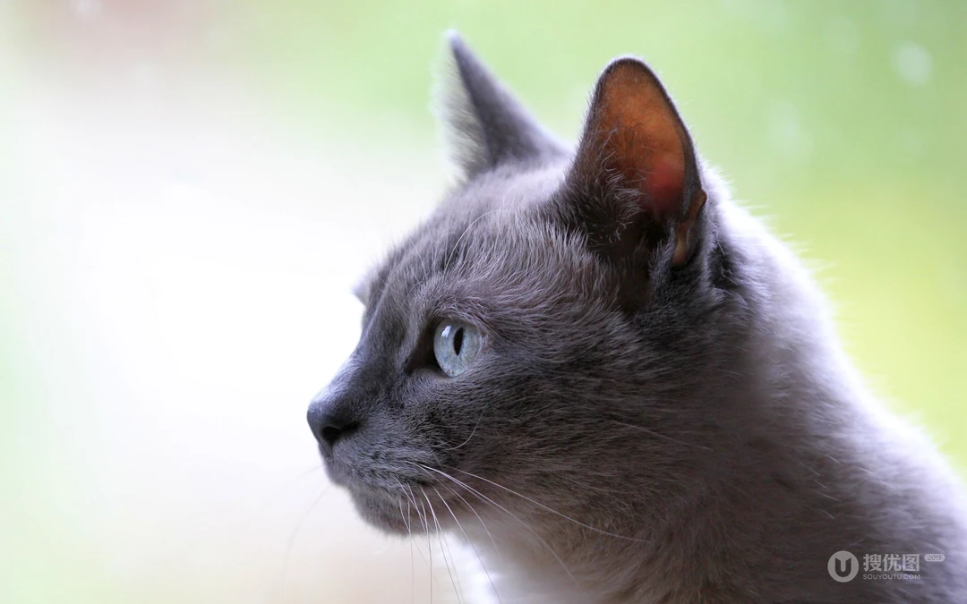 宠物黑毛发猫咪桌面壁纸，看着好神秘的感觉