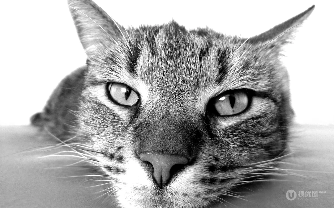 宠物黑毛发猫咪桌面壁纸，看着好神秘的感觉