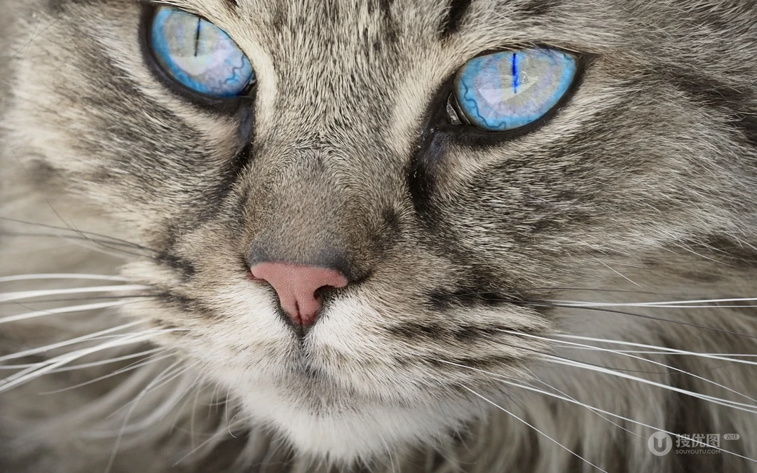 宠物黑毛发猫咪桌面壁纸，看着好神秘的感觉