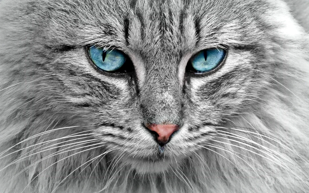 宠物黑毛发猫咪桌面壁纸，看着好神秘的感觉