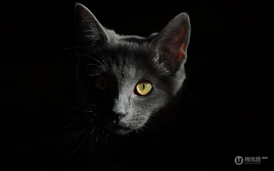宠物黑毛发猫咪桌面壁纸，看着好神秘的感觉