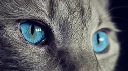 宠物黑毛发猫咪桌面壁纸，看着好神秘的感觉