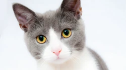 宠物黑毛发猫咪桌面壁纸，看着好神秘的感觉
