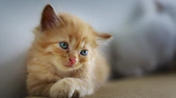 萌，可爱的黄色毛发宠物猫清新电脑壁纸