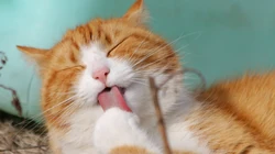 萌，可爱的黄色毛发宠物猫清新电脑壁纸