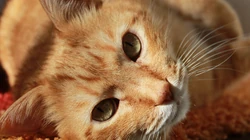 萌，可爱的黄色毛发宠物猫清新电脑壁纸