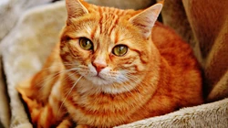 萌，可爱的黄色毛发宠物猫清新电脑壁纸