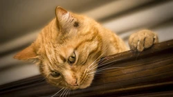 萌，可爱的黄色毛发宠物猫清新电脑壁纸