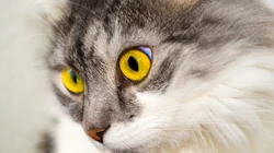 萌，可爱的黄色毛发宠物猫清新电脑壁纸