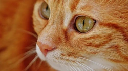 萌，可爱的黄色毛发宠物猫清新电脑壁纸