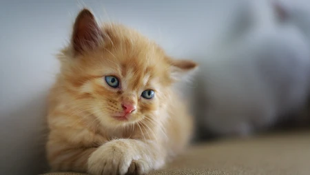 萌，可爱的黄色毛发宠物猫清新电脑壁纸