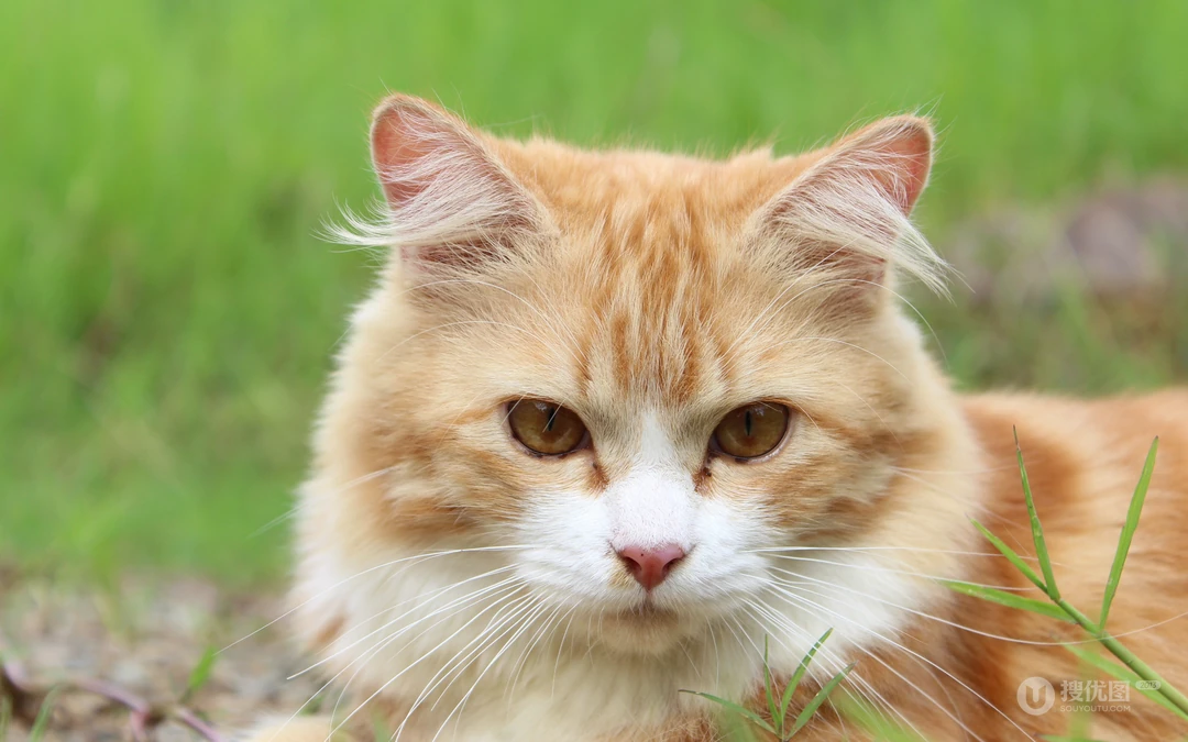 萌，可爱的黄色毛发宠物猫清新电脑壁纸