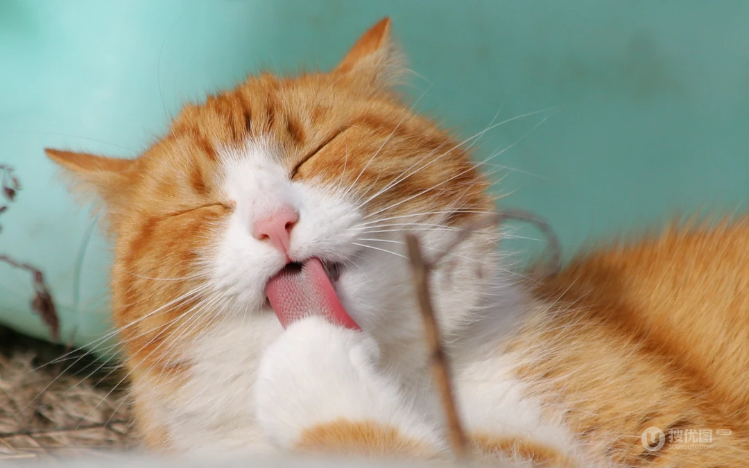 萌，可爱的黄色毛发宠物猫清新电脑壁纸
