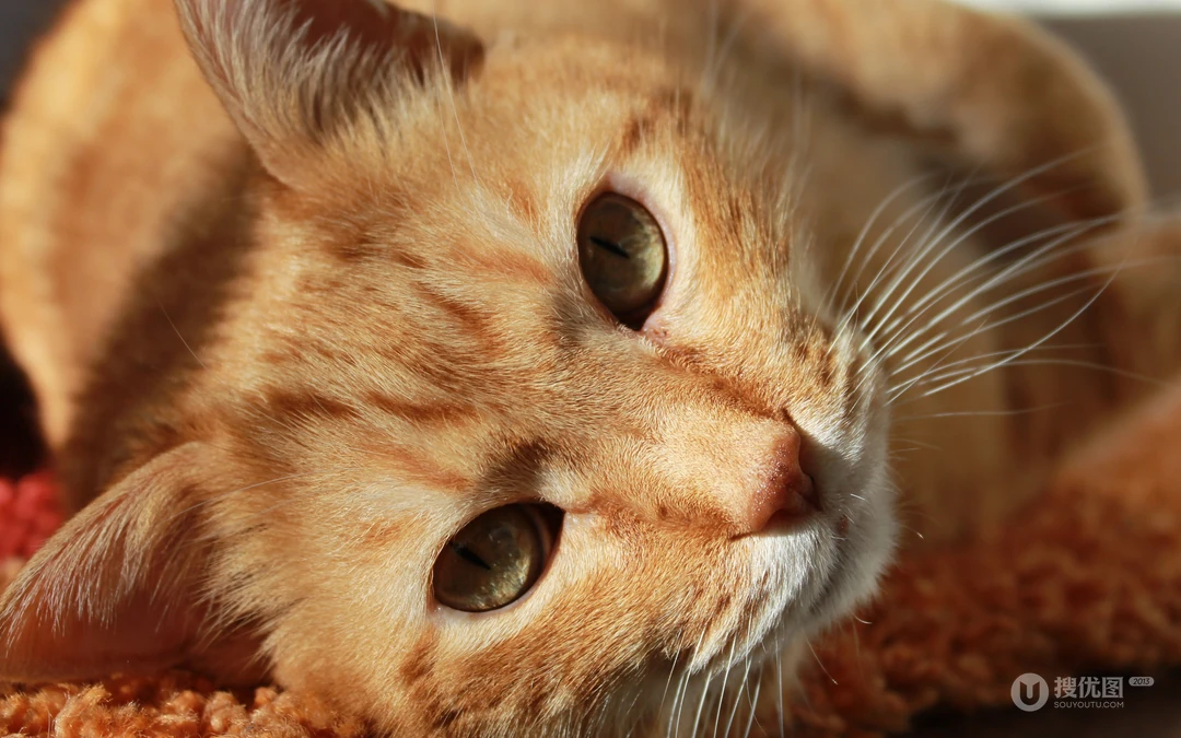 萌，可爱的黄色毛发宠物猫清新电脑壁纸