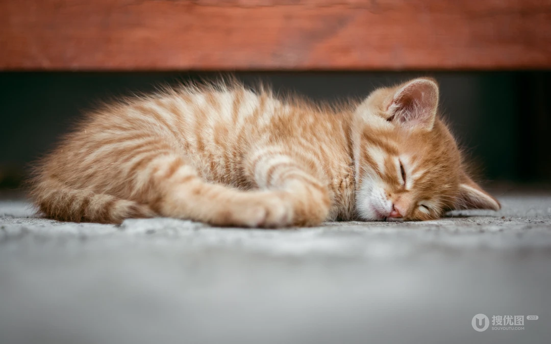 萌，可爱的黄色毛发宠物猫清新电脑壁纸