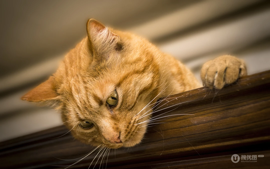 萌，可爱的黄色毛发宠物猫清新电脑壁纸