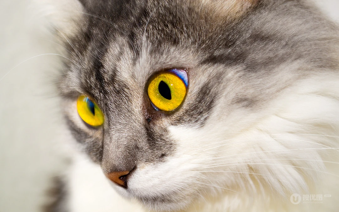 萌，可爱的黄色毛发宠物猫清新电脑壁纸