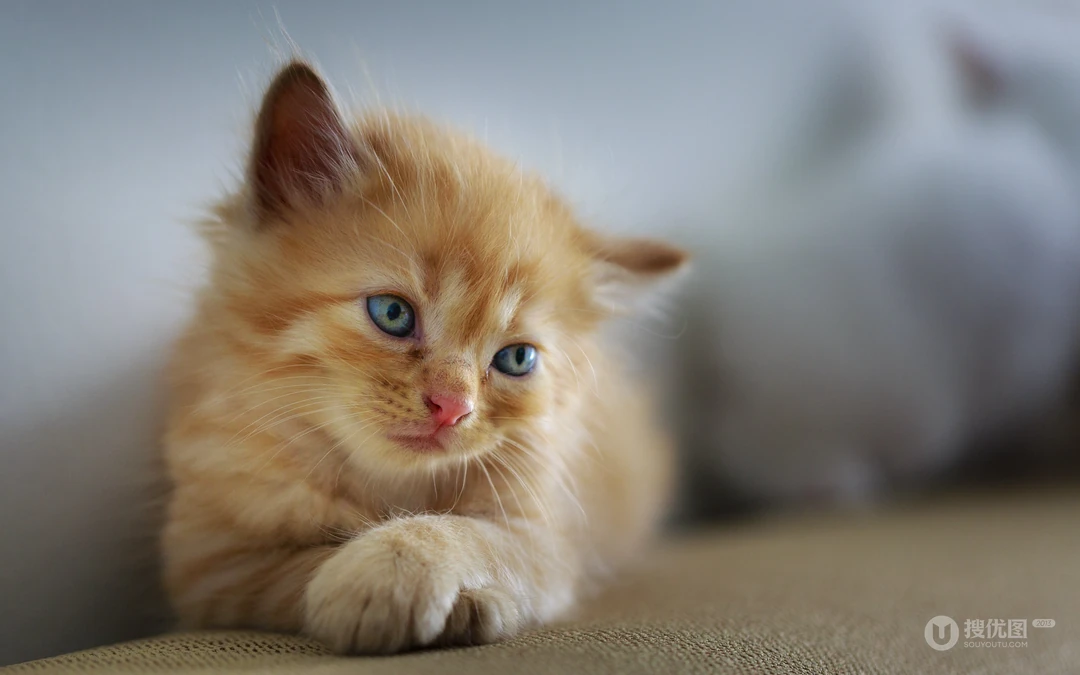 萌，可爱的黄色毛发宠物猫清新电脑壁纸
