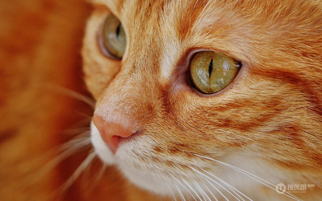 萌，可爱的黄色毛发宠物猫清新电脑壁纸