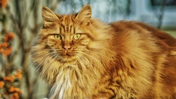 萌，可爱的黄色毛发宠物猫清新电脑壁纸