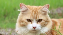 萌，可爱的黄色毛发宠物猫清新电脑壁纸