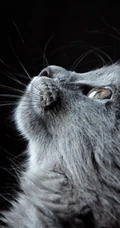 各种黑猫宠物的多颜色瞳孔手机壁纸