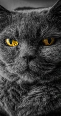 各种黑猫宠物的多颜色瞳孔手机壁纸