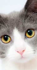 各种黑猫宠物的多颜色瞳孔手机壁纸