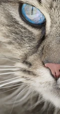各种黑猫宠物的多颜色瞳孔手机壁纸