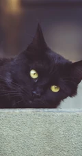 各种黑猫宠物的多颜色瞳孔手机壁纸