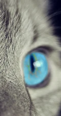 各种黑猫宠物的多颜色瞳孔手机壁纸