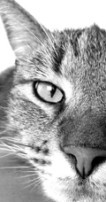 各种黑猫宠物的多颜色瞳孔手机壁纸