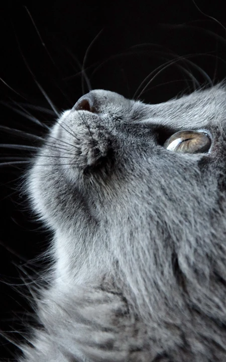 各种黑猫宠物的多颜色瞳孔手机壁纸