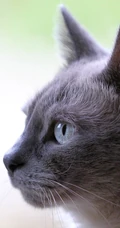 各种黑猫宠物的多颜色瞳孔手机壁纸