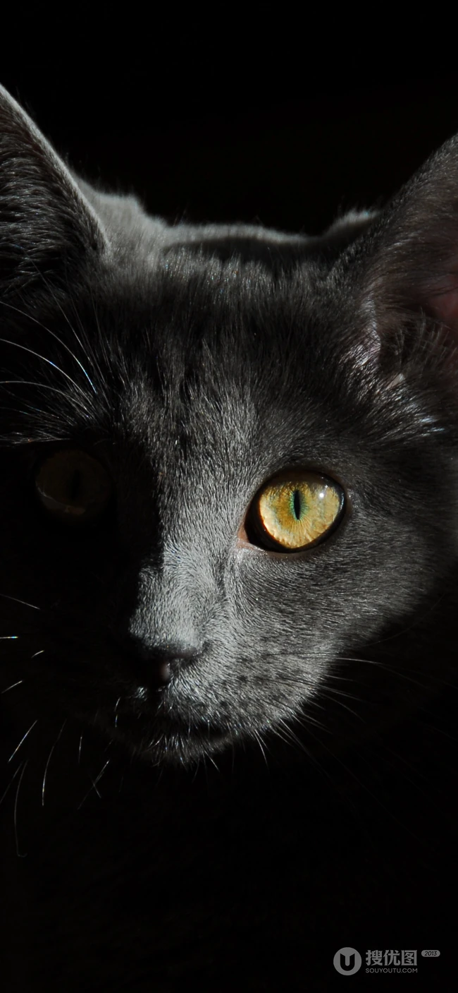 各种黑猫宠物的多颜色瞳孔手机壁纸