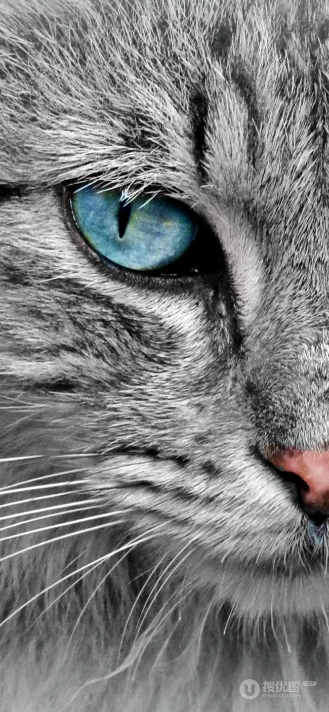 各种黑猫宠物的多颜色瞳孔手机壁纸